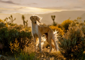 dog photoshoot