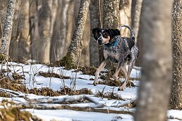 pet photography studio uses generative AI to create realistic and immersive environment